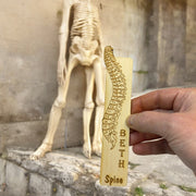 Bookmark - PERSONALIZED Spine Anatomy - Birch wood